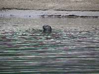 A Rare Northern River Otter looks over the intruders - day 7